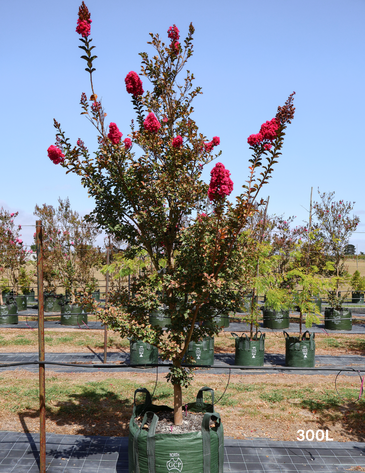 Lagerstroemia indica 'Tuscarora' - Crepe Myrtle