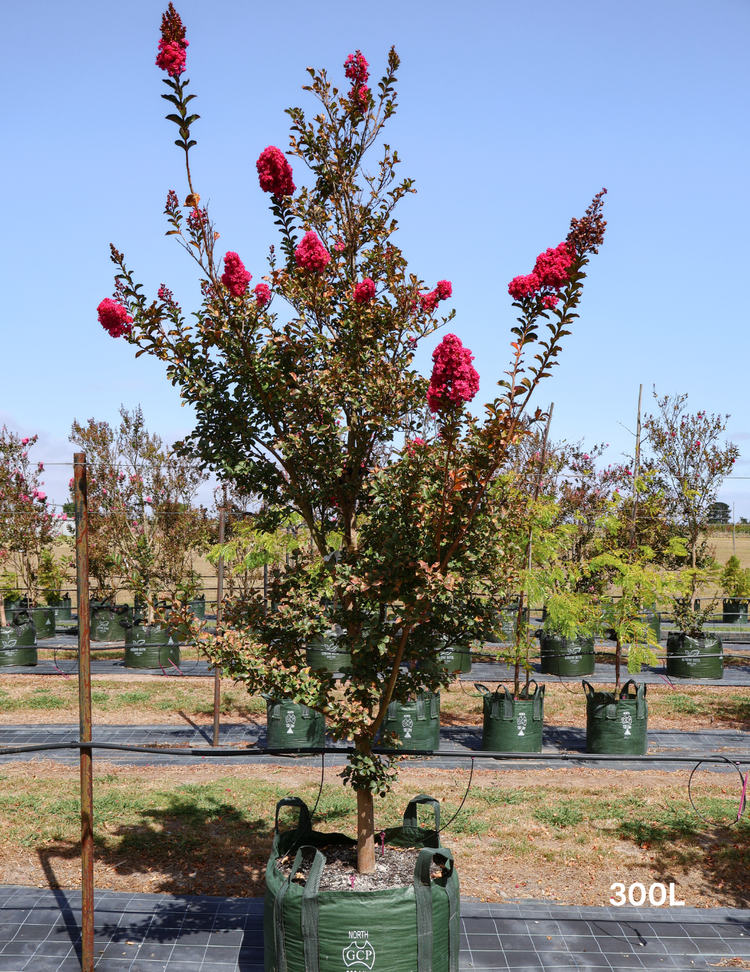 Lagerstroemia indica 'Tuscarora' (Dark Pink)