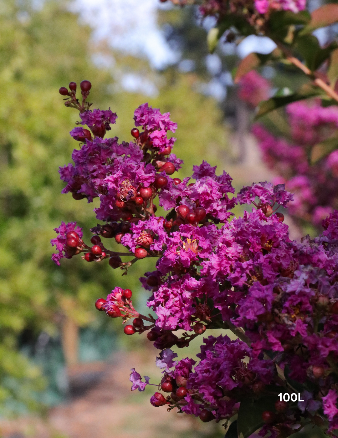 Lagerstroemia indica 'Zuni' - Pink Crepe Myrtle