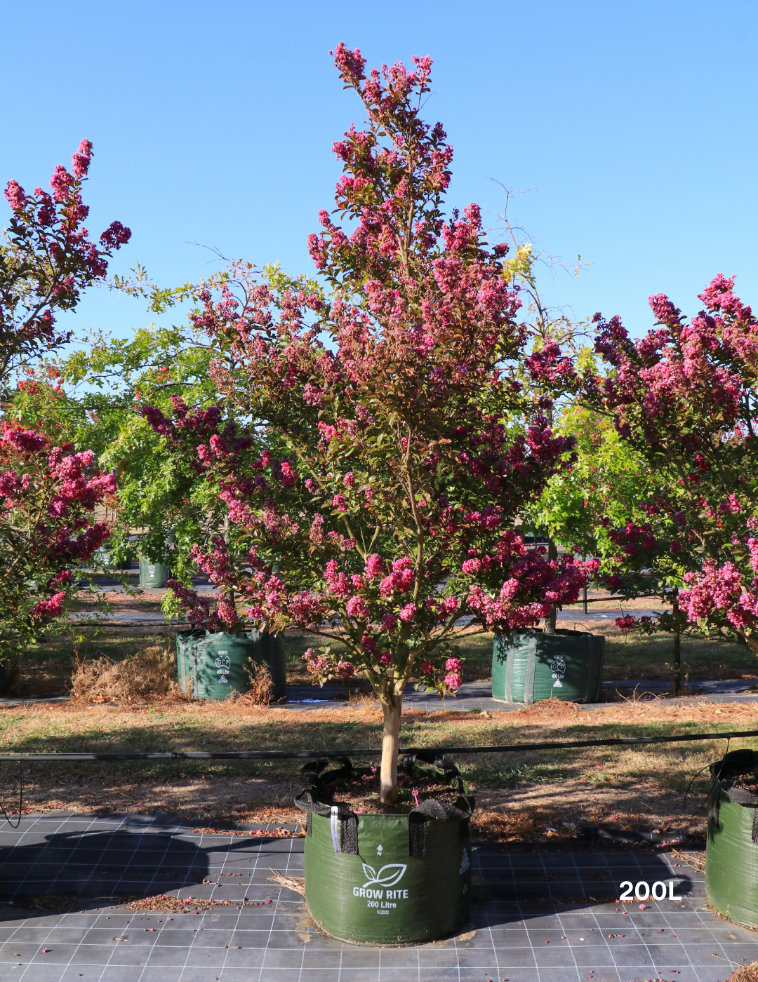 Lagerstroemia indica 'Zuni' - Pink Crepe Myrtle
