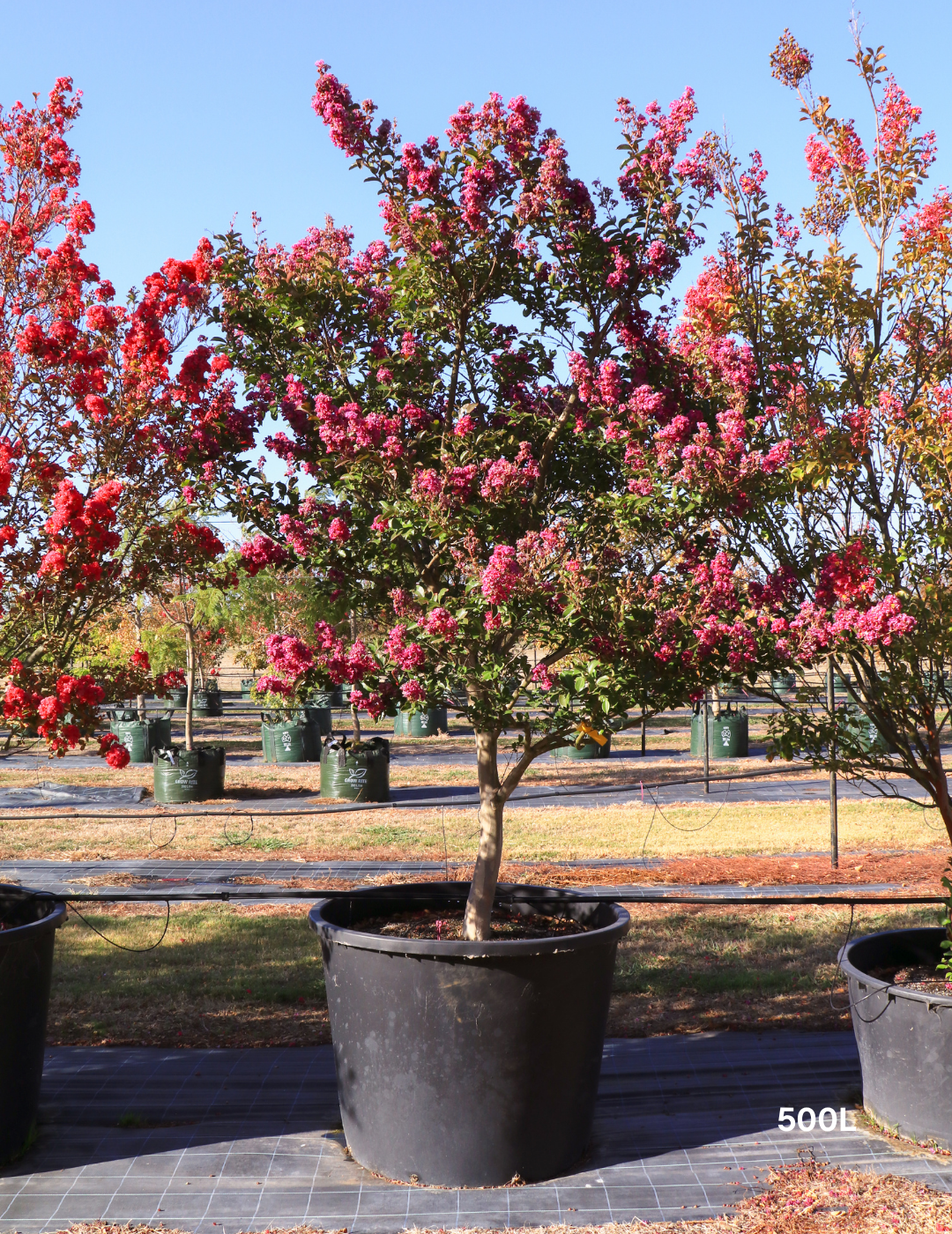Lagerstroemia indica 'Zuni' - Pink Crepe Myrtle