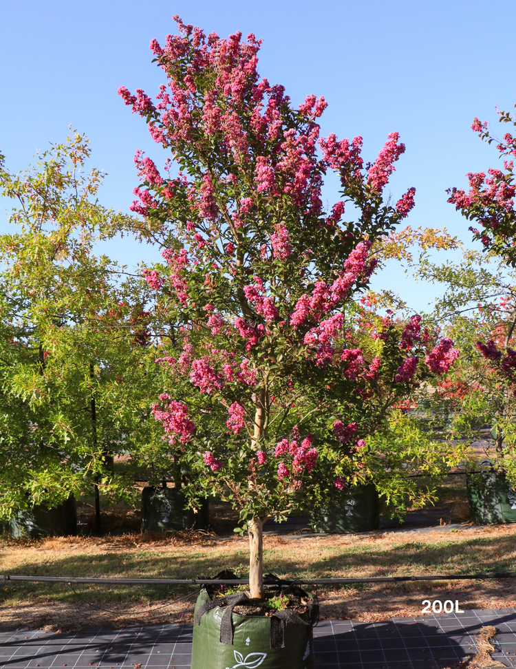 Lagerstroemia indica 'Zuni' - Crepe Myrtle