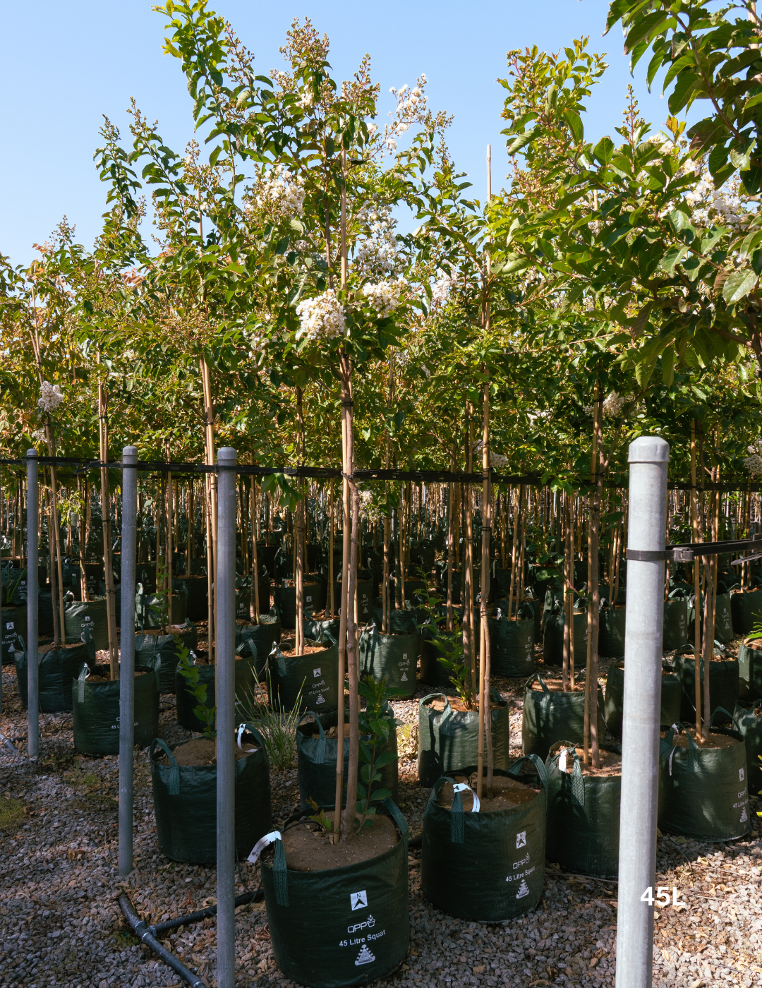 Lagerstroemia indica 'Natchez' (White) - Crepe Myrtle - Evergreen Trees Direct