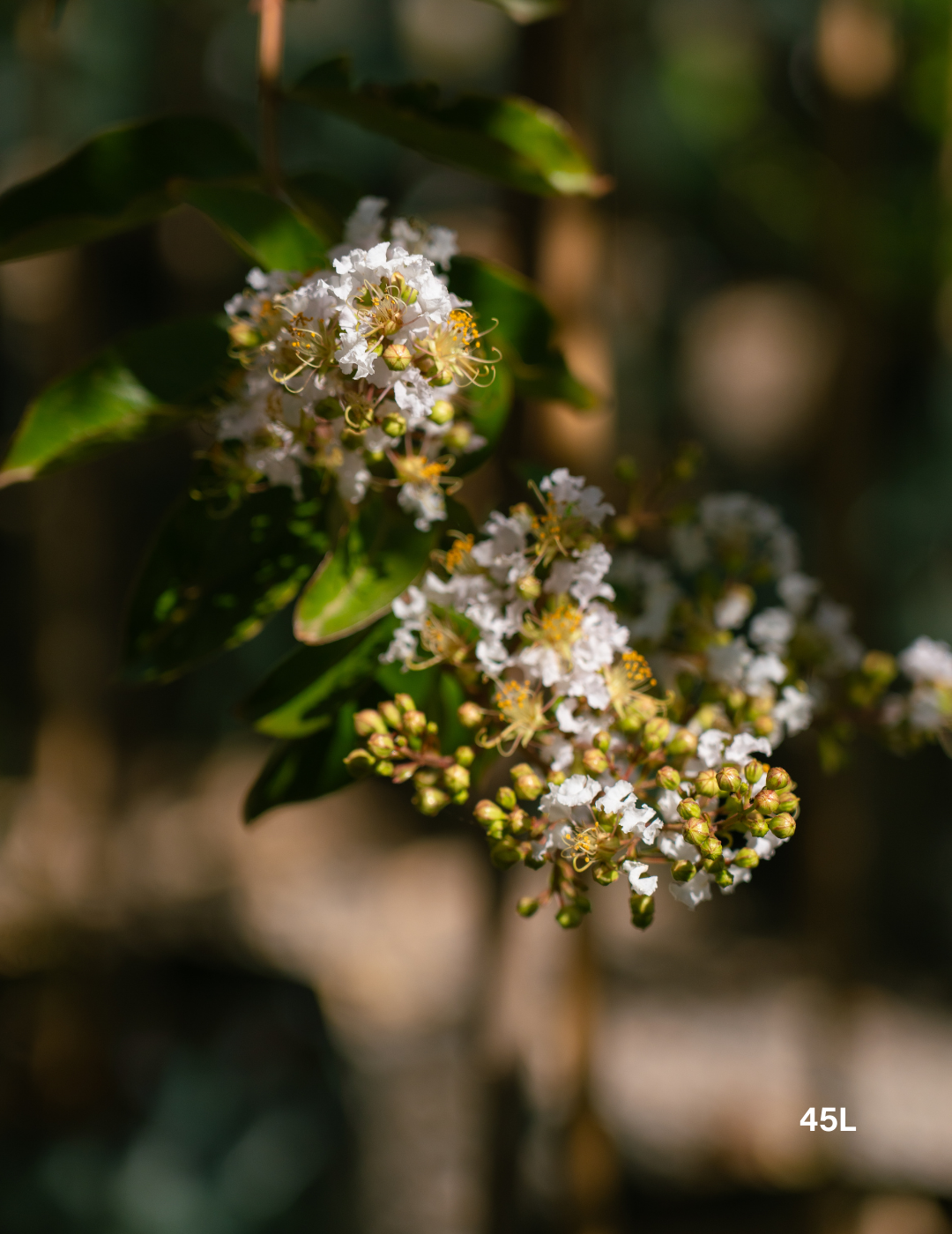 Lagerstroemia indica 'Natchez' (White) - Crepe Myrtle - Evergreen Trees Direct