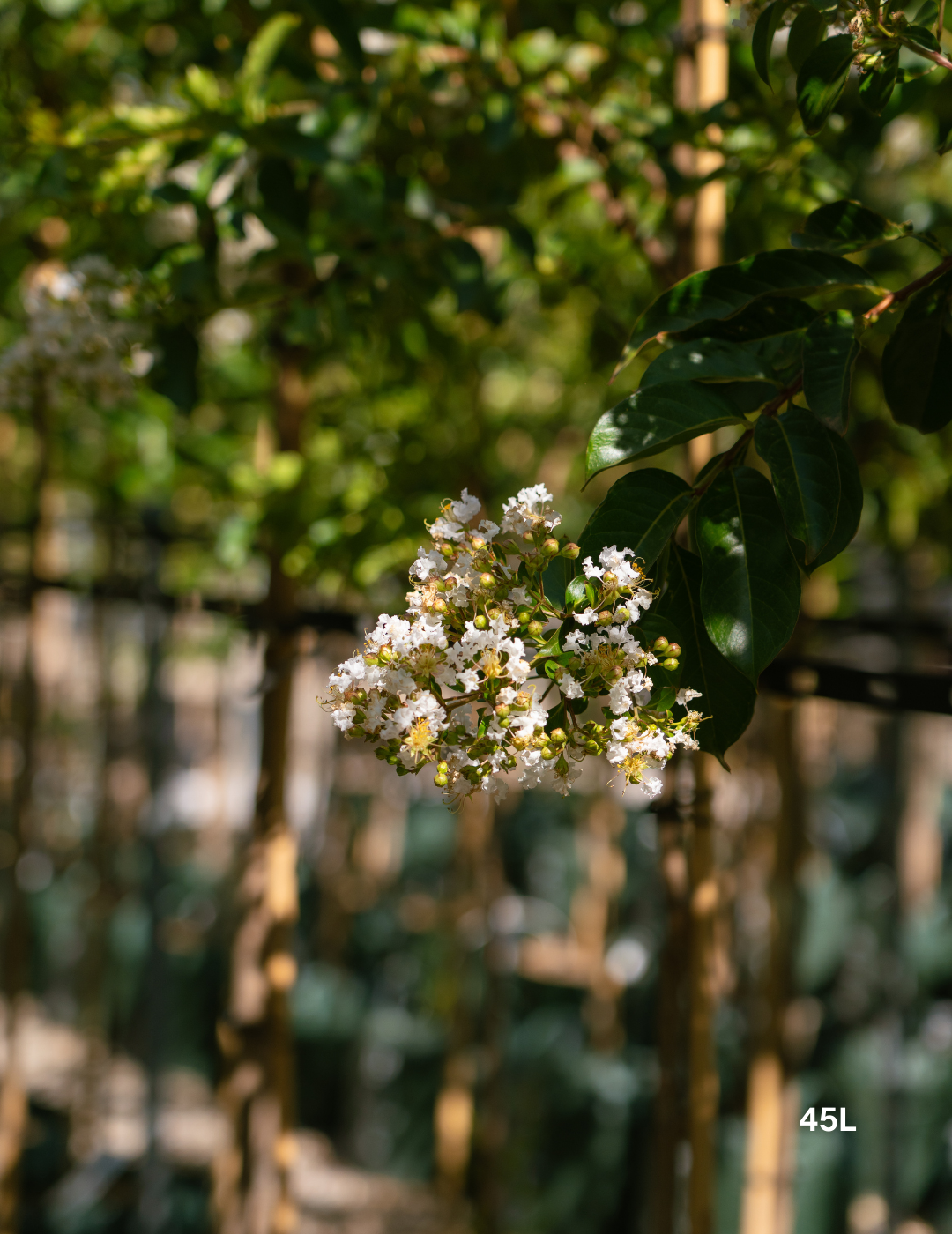 Lagerstroemia indica 'Natchez' (White) - Crepe Myrtle - Evergreen Trees Direct