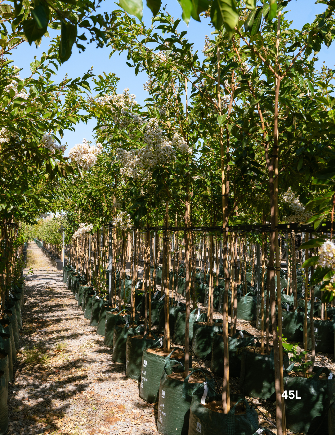 Lagerstroemia indica 'Natchez' (White) - Crepe Myrtle - Evergreen Trees Direct