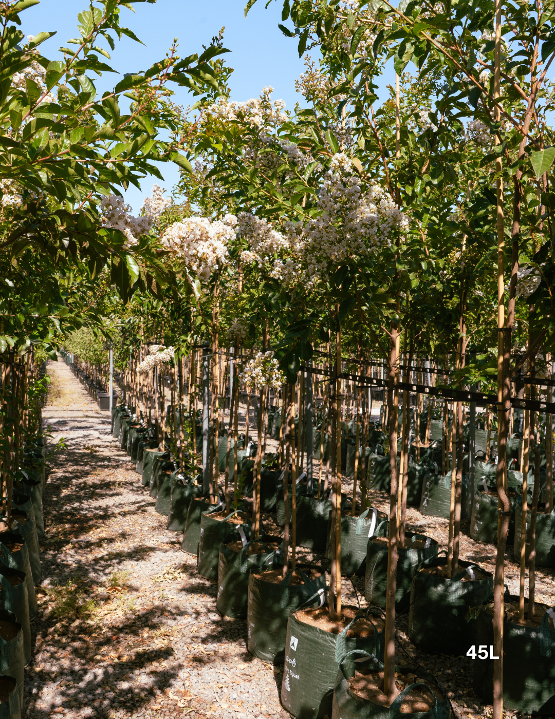 Lagerstroemia indica 'Natchez' (White) - Crepe Myrtle