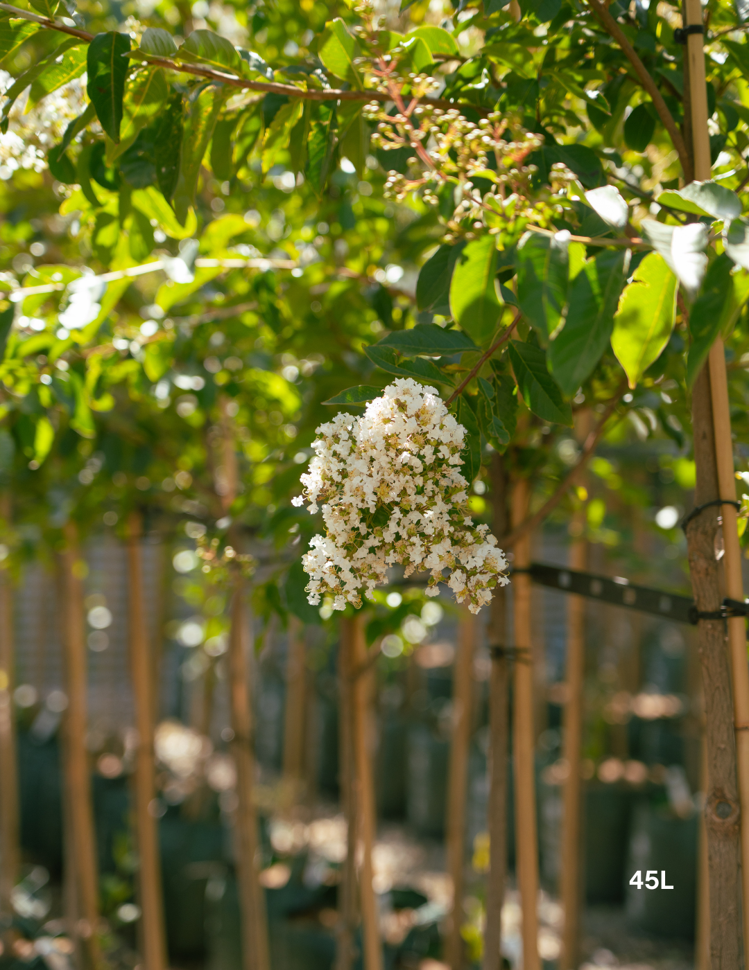 Lagerstroemia indica 'Natchez' (White) - Crepe Myrtle - Evergreen Trees Direct