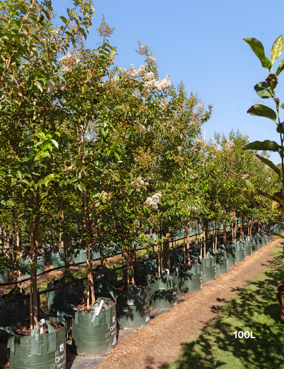 Lagerstroemia indica 'Natchez' (White) - Crepe Myrtle - Evergreen Trees Direct