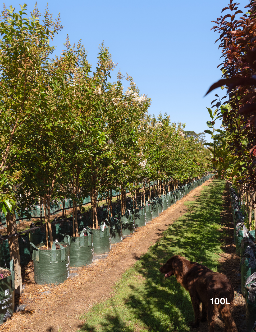 Lagerstroemia indica 'Natchez' (White) - Crepe Myrtle - Evergreen Trees Direct