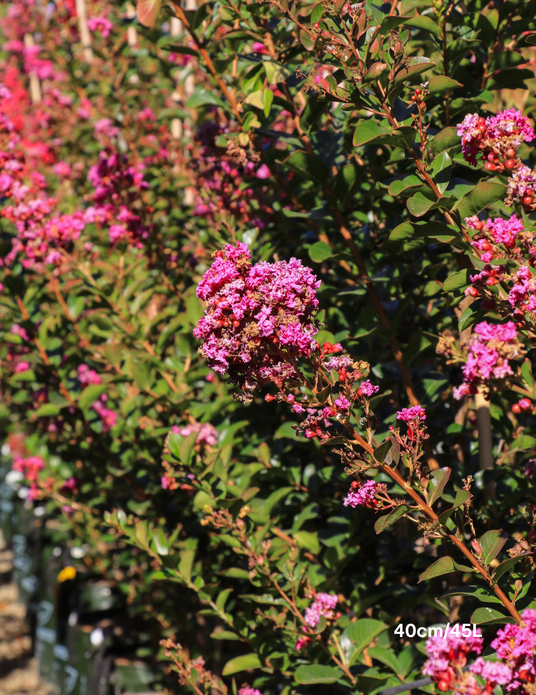 スリーピングベイビー　濃いめピンクフラワー Lagerstroemia indica 'Zuni' - Pink Crepe Myrtle - Evergreen Trees