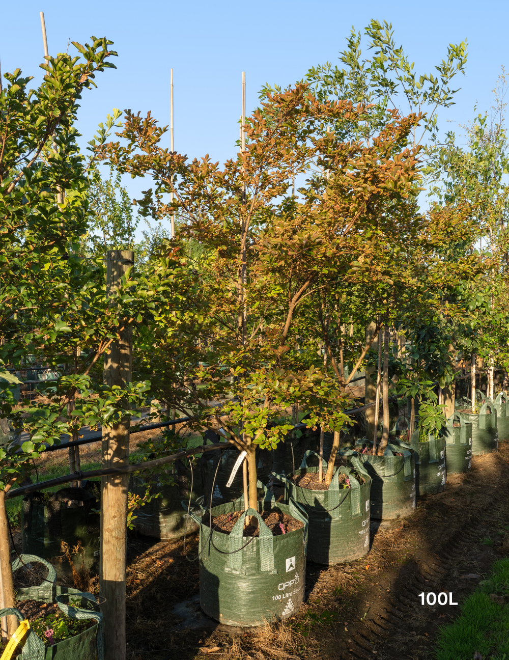 Lagerstroemia indica 'Acoma' - Dwarf White Crepe Myrtle - Evergreen Trees Direct