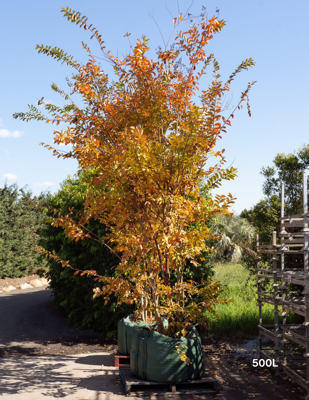 Lagerstroemia indica 'Natchez' (White) - Crepe Myrtle