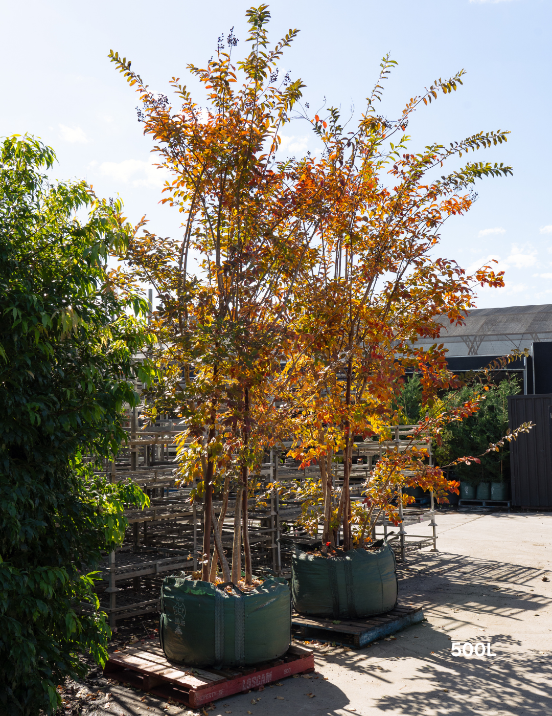 Lagerstroemia indica 'Natchez' (White) - Crepe Myrtle