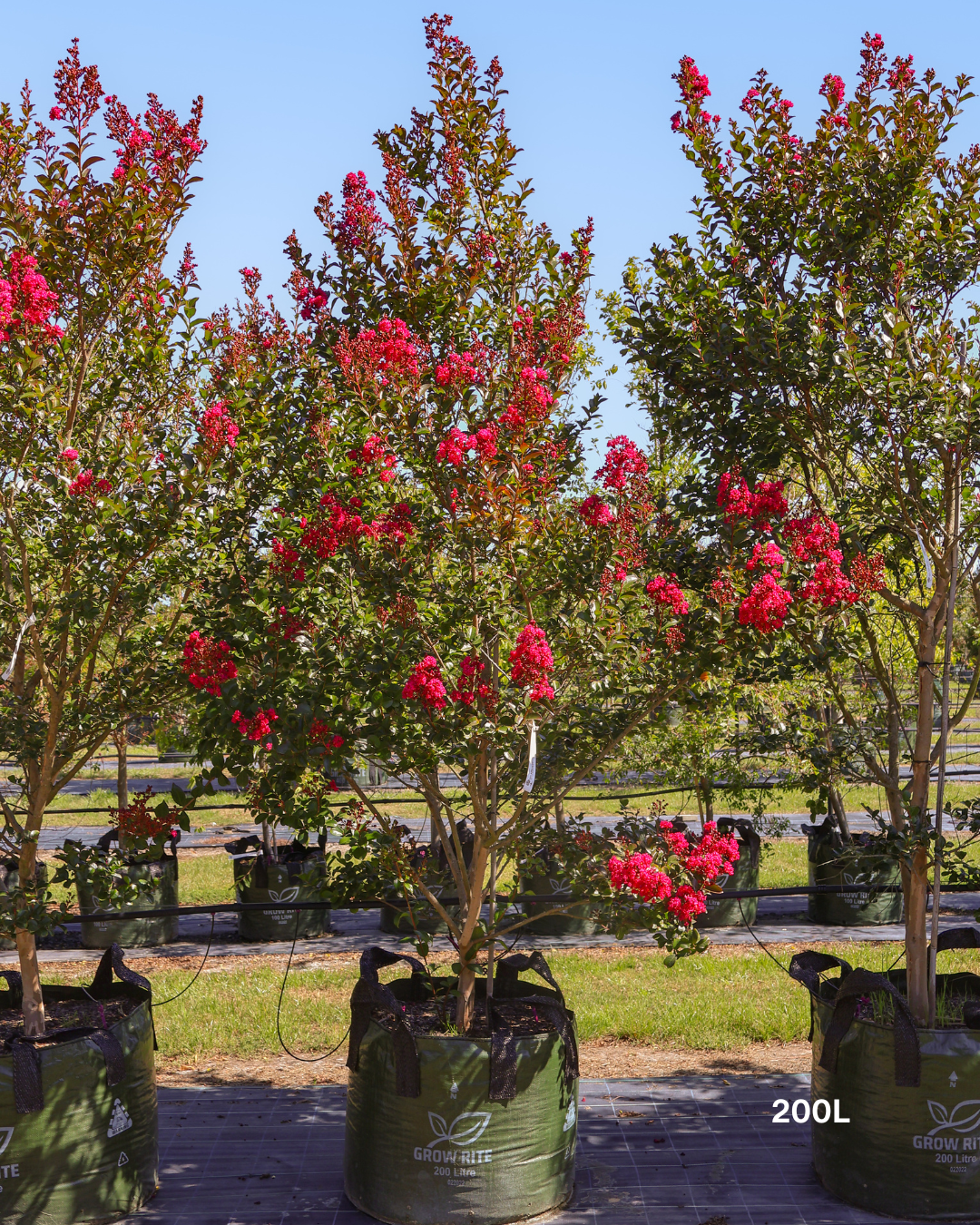 Lagerstroemia indica 'Tuscarora' - Dark Pink Crepe Myrtle - Sale - Evergreen Trees Direct