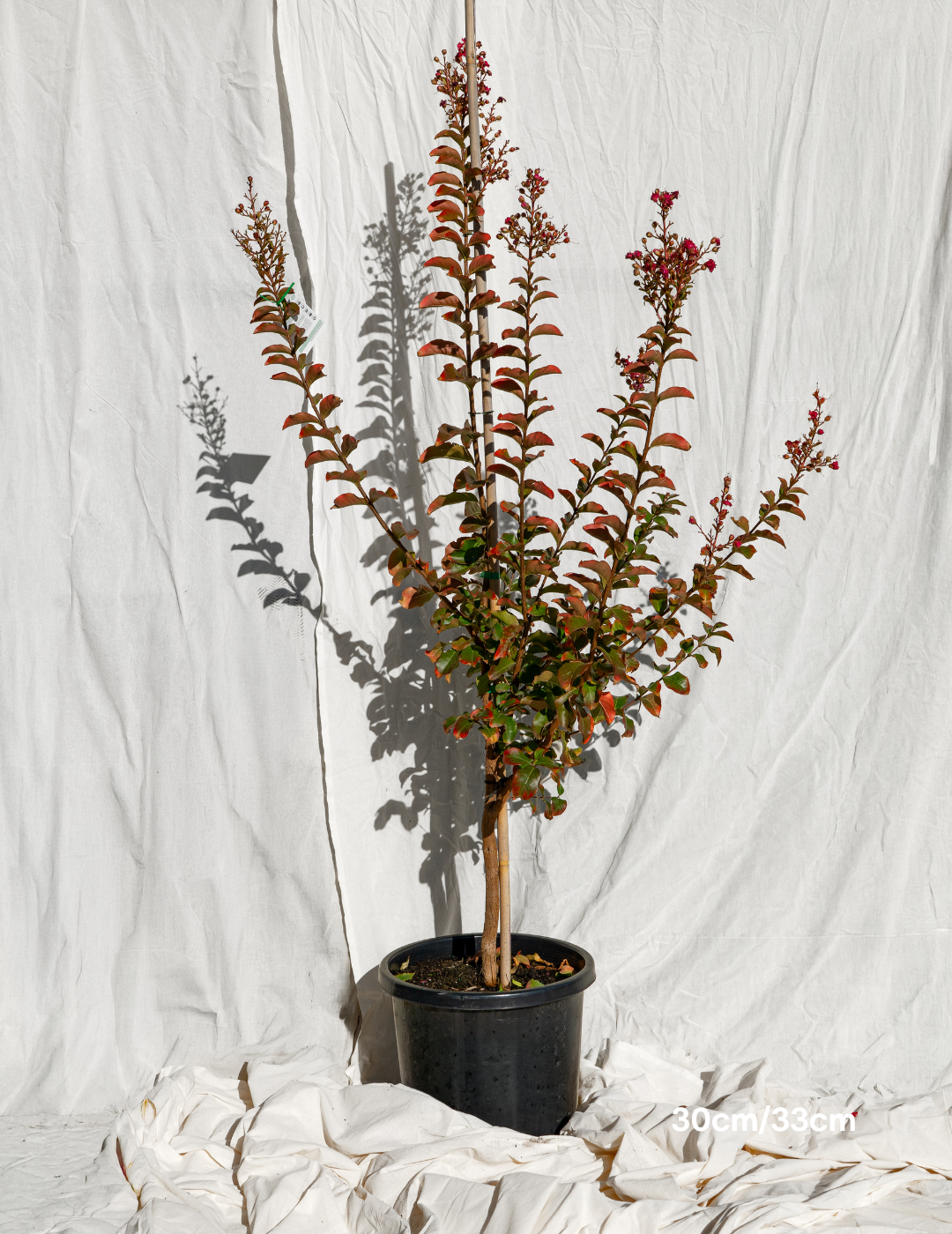 Lagerstroemia indica 'Tuscarora' - Dark Pink Crepe Myrtle