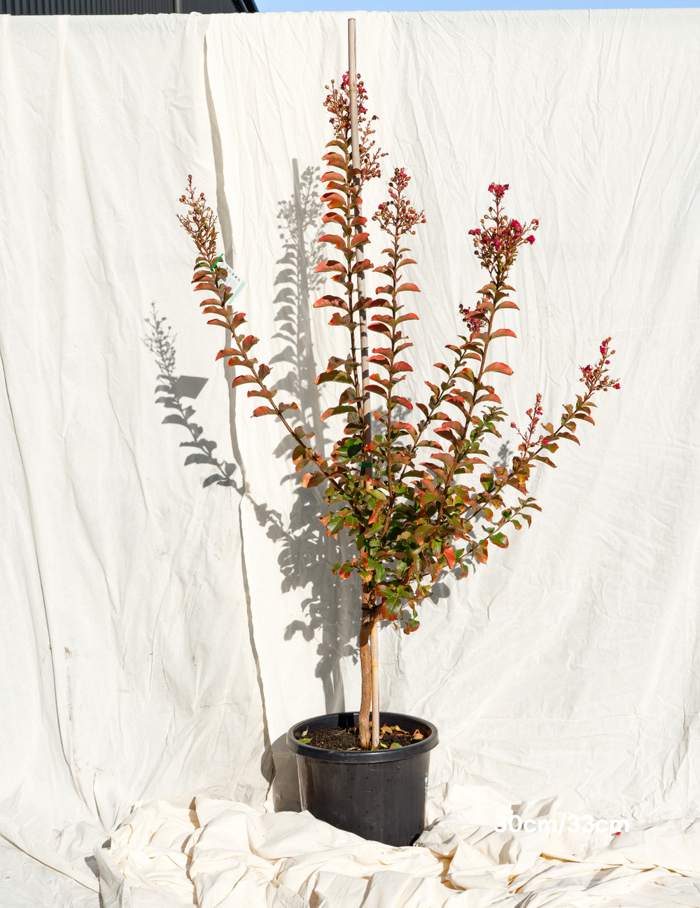 Lagerstroemia indica 'Tuscarora' Dark Pink Crepe Myrtle