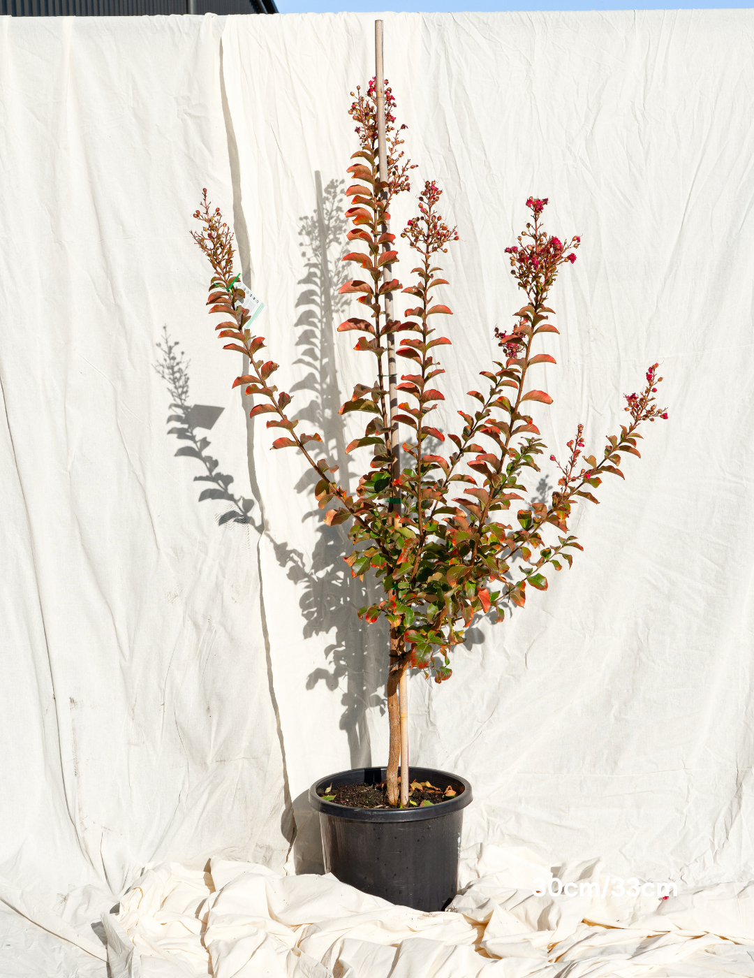 Lagerstroemia indica 'Tuscarora' - Dark Pink Crepe Myrtle