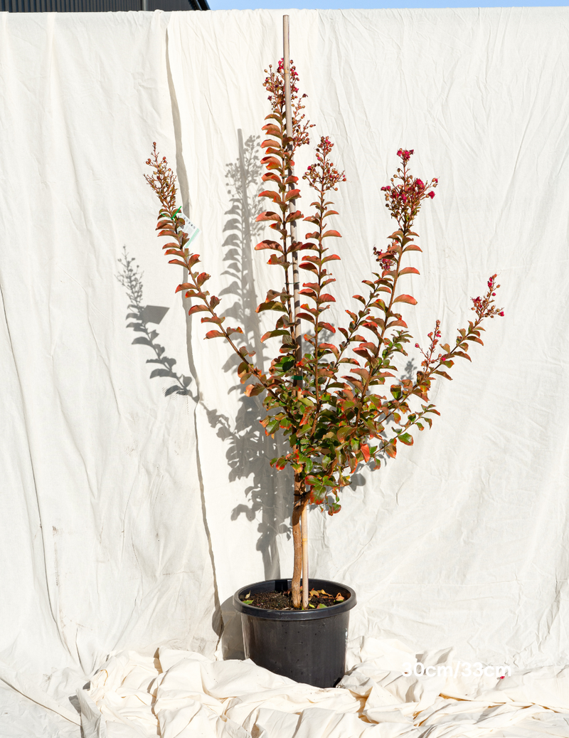 30cm/33cm