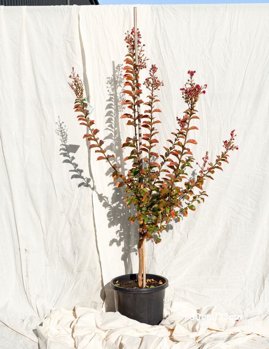 Lagerstroemia indica 'Tuscarora' Dark Pink Crepe Myrtle
