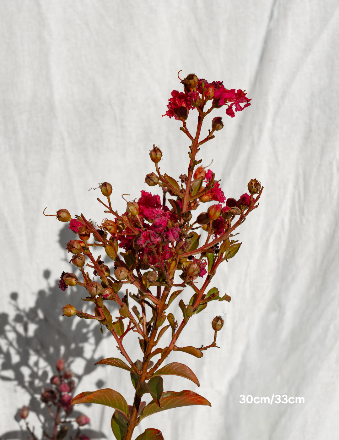 Lagerstroemia indica 'Tuscarora' - Dark Pink Crepe Myrtle