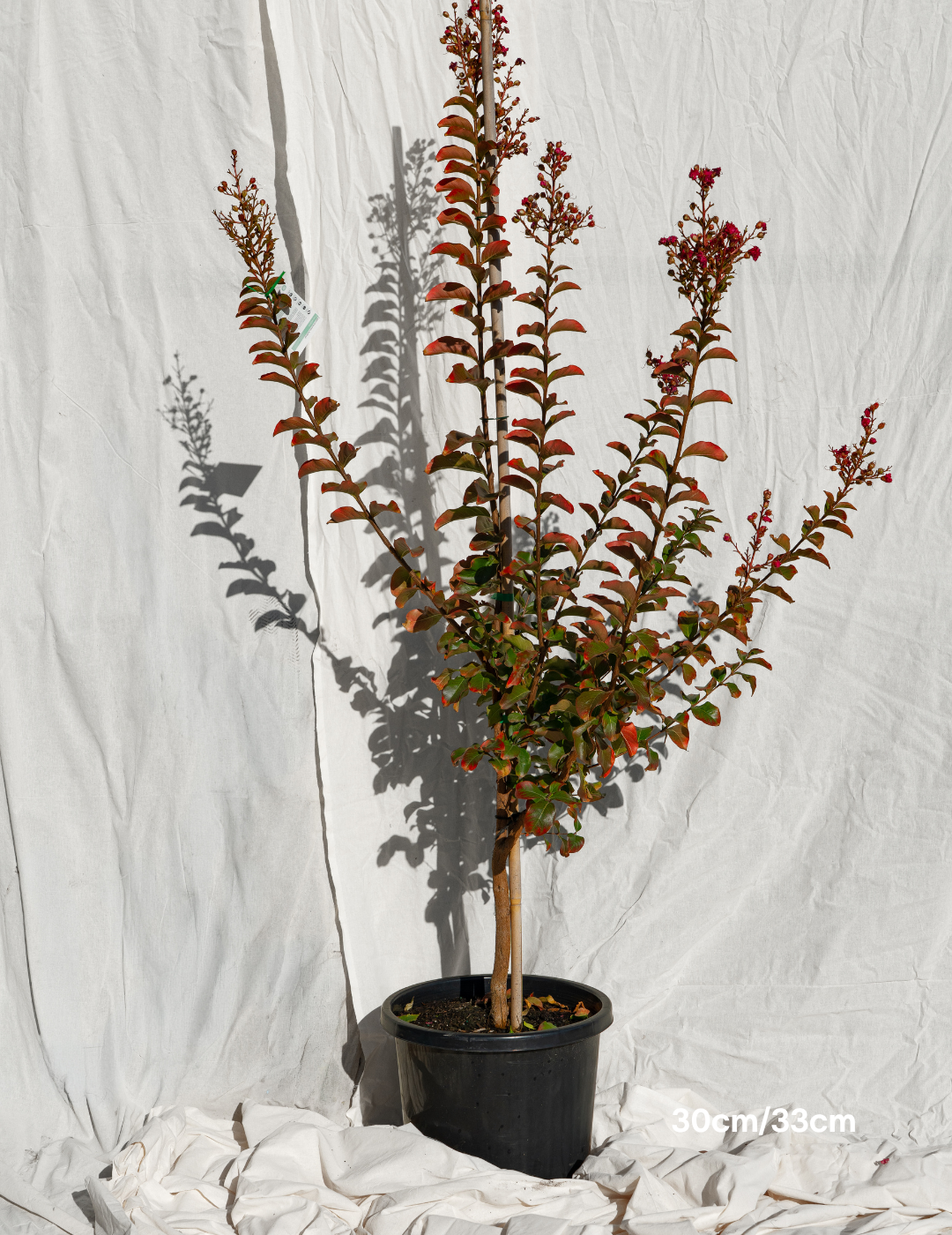 Lagerstroemia indica 'Tuscarora' - Dark Pink Crepe Myrtle