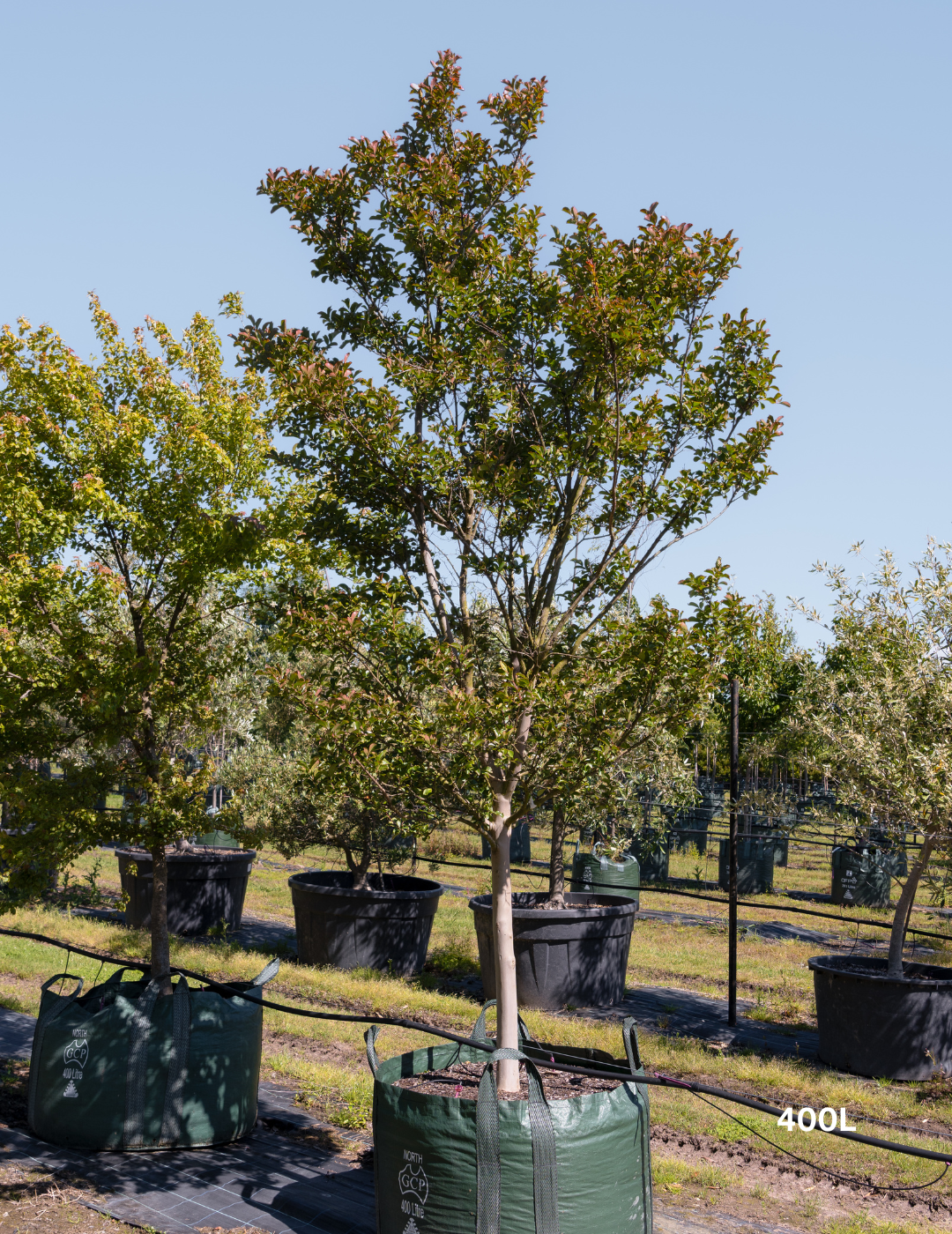 Lagerstroemia indica 'Tuscarora' - Dark Pink Crepe Myrtle - Evergreen Trees Direct