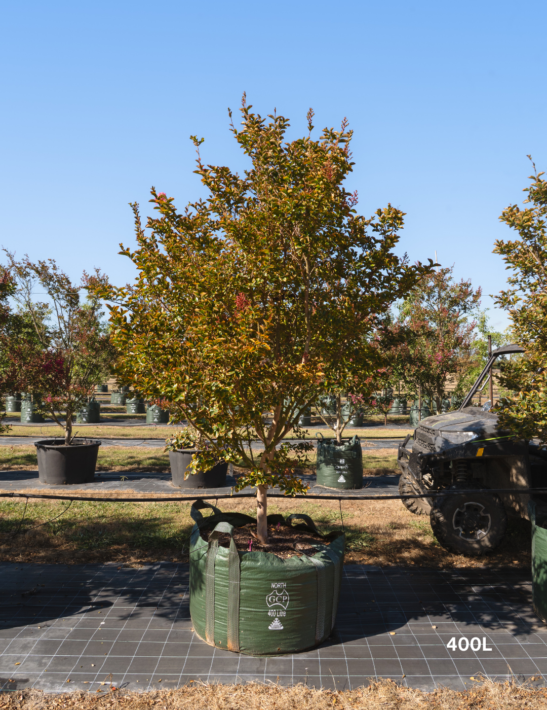 Lagerstroemia indica 'Tuscarora' - Dark Pink Crepe Myrtle - Evergreen Trees Direct