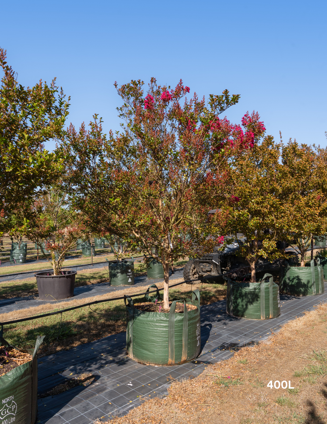 Lagerstroemia indica 'Tuscarora' - Dark Pink Crepe Myrtle - Evergreen Trees Direct
