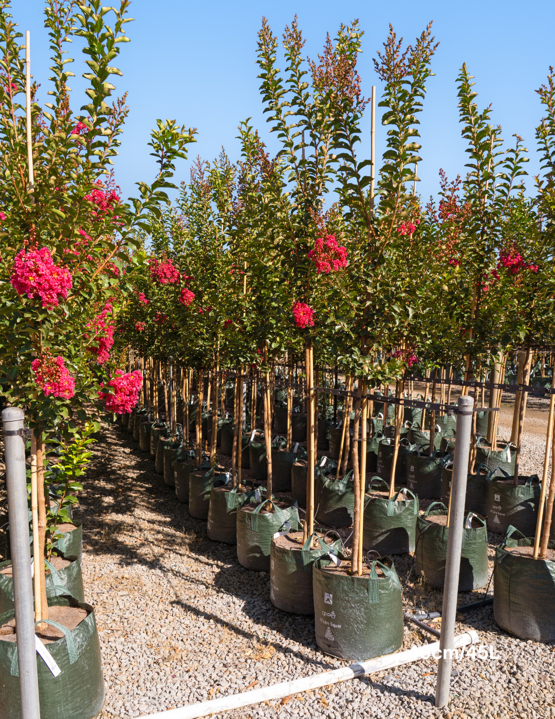 Lagerstroemia indica 'Tuscarora' - Dark Pink Crepe Myrtle - Evergreen Trees Direct