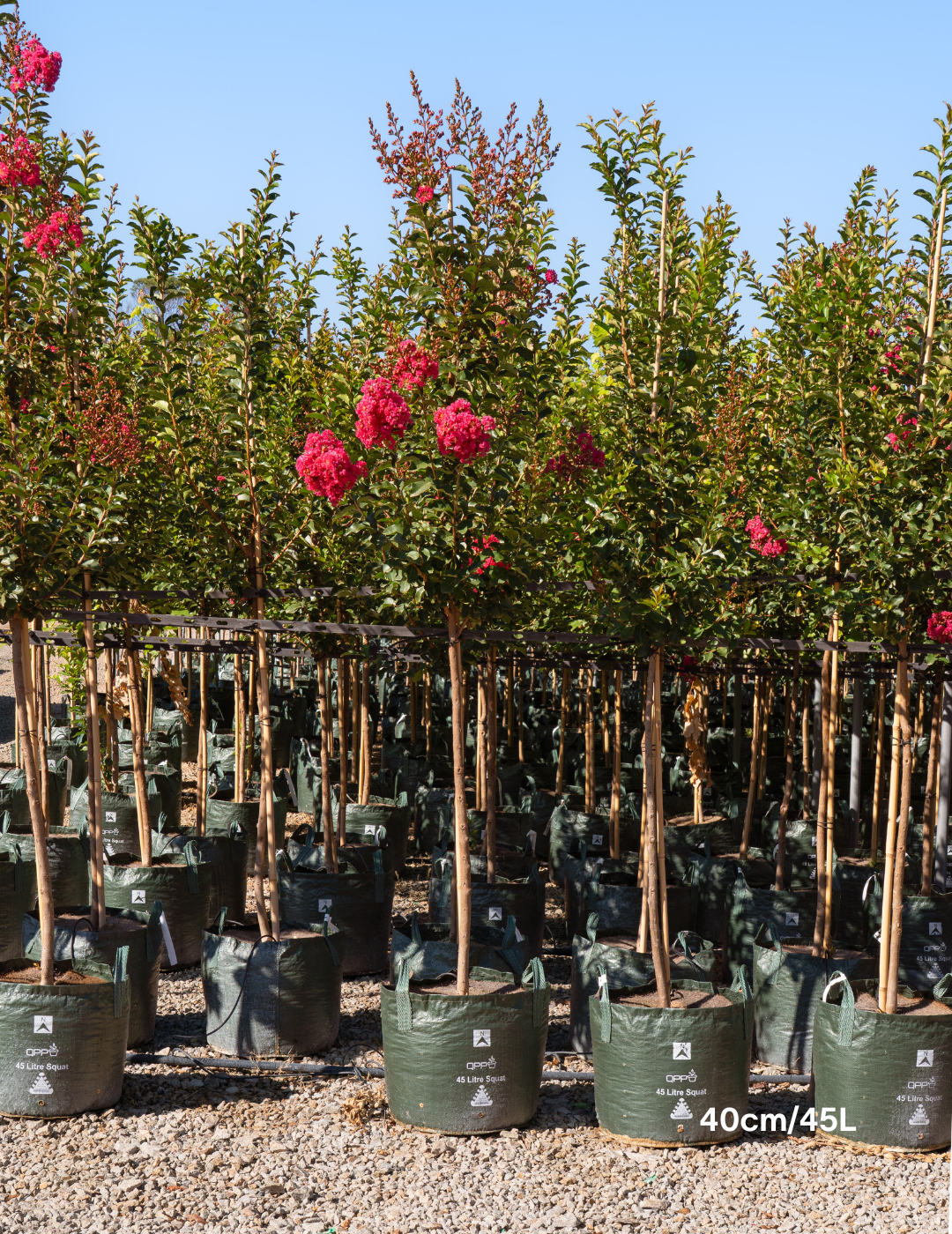 Lagerstroemia indica 'Tuscarora' - Dark Pink Crepe Myrtle - Evergreen Trees Direct