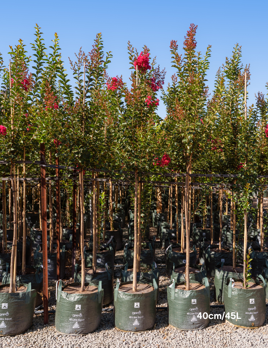 Lagerstroemia indica 'Tuscarora' - Dark Pink Crepe Myrtle - Evergreen Trees Direct