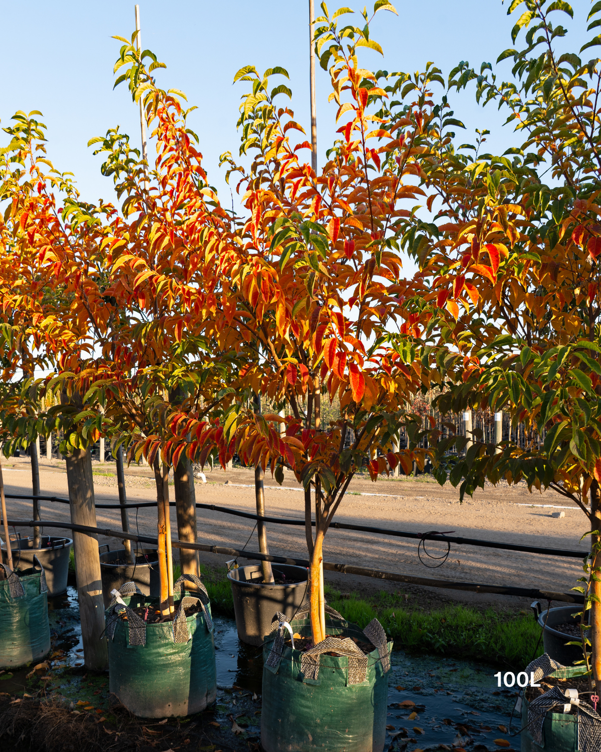 Lagerstroemia fauriei 'Fantasy' White Crepe Myrtle