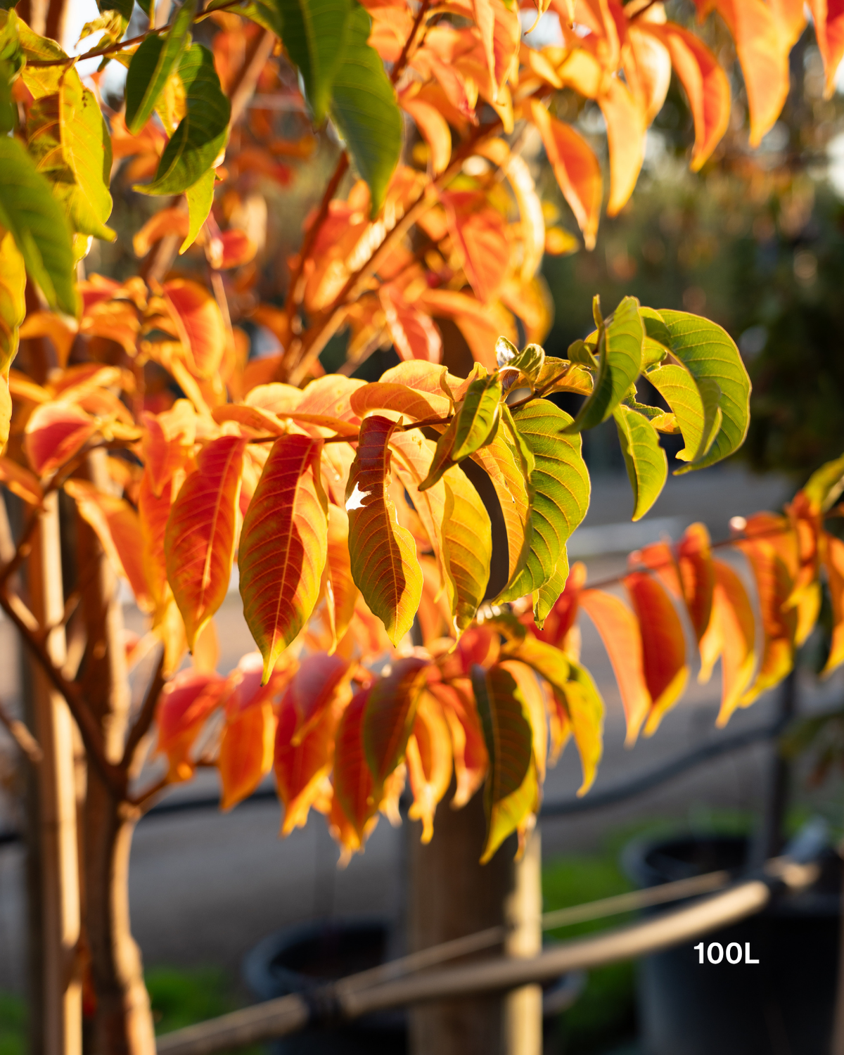 Lagerstroemia fauriei 'Fantasy' White Crepe Myrtle