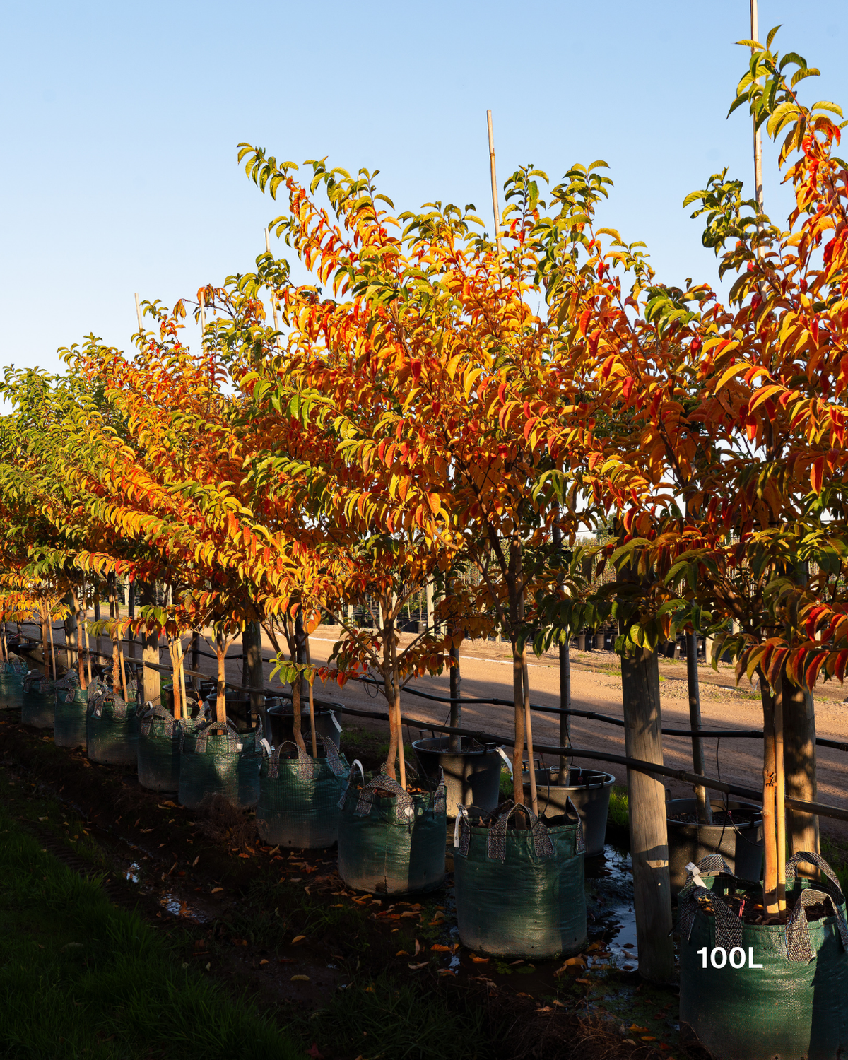 Lagerstroemia fauriei 'Fantasy' White Crepe Myrtle