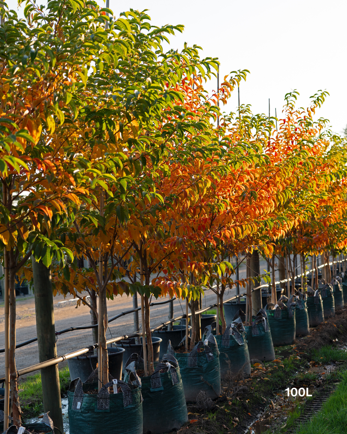 Lagerstroemia fauriei 'Fantasy' White Crepe Myrtle