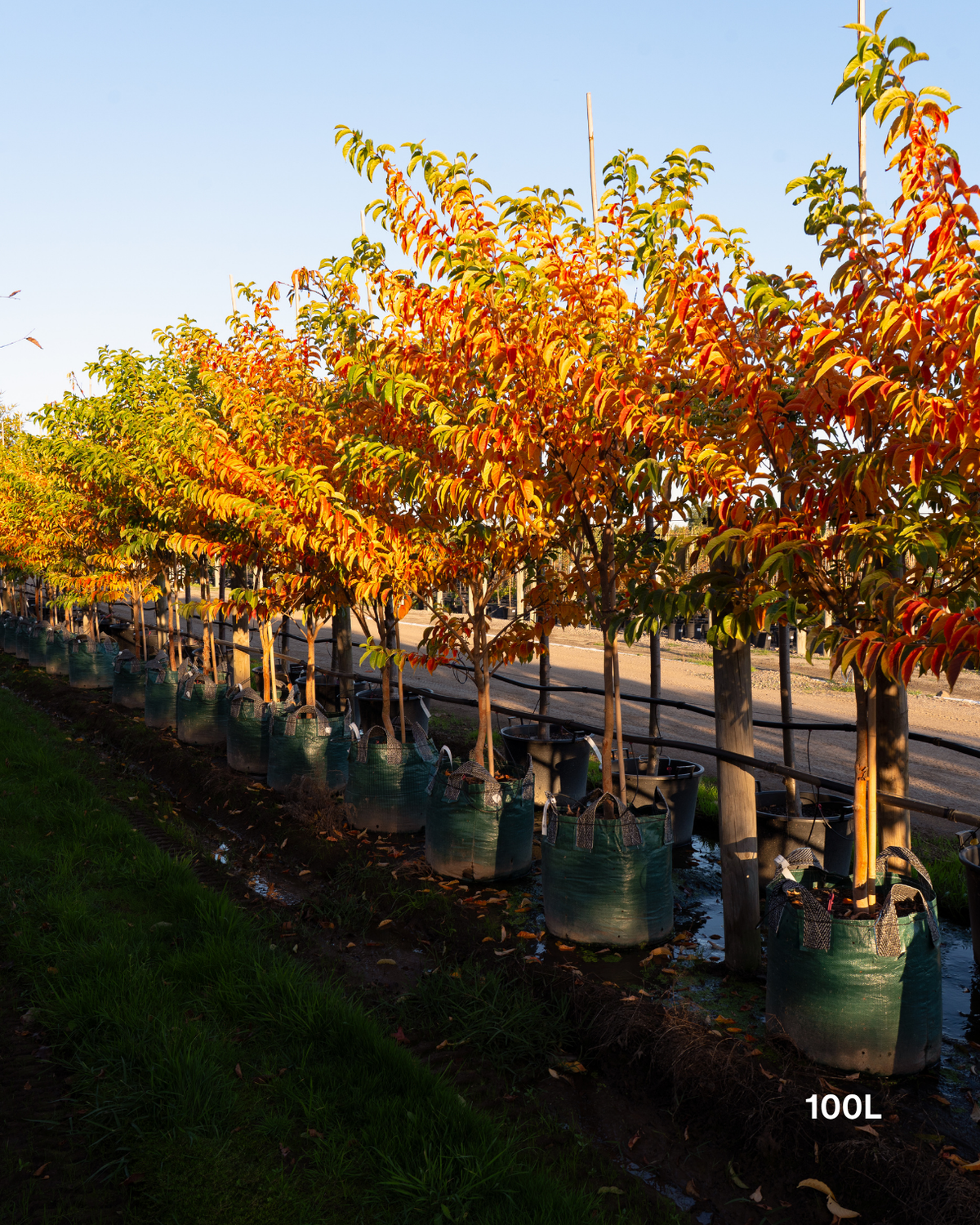 Lagerstroemia fauriei 'Fantasy' White Crepe Myrtle
