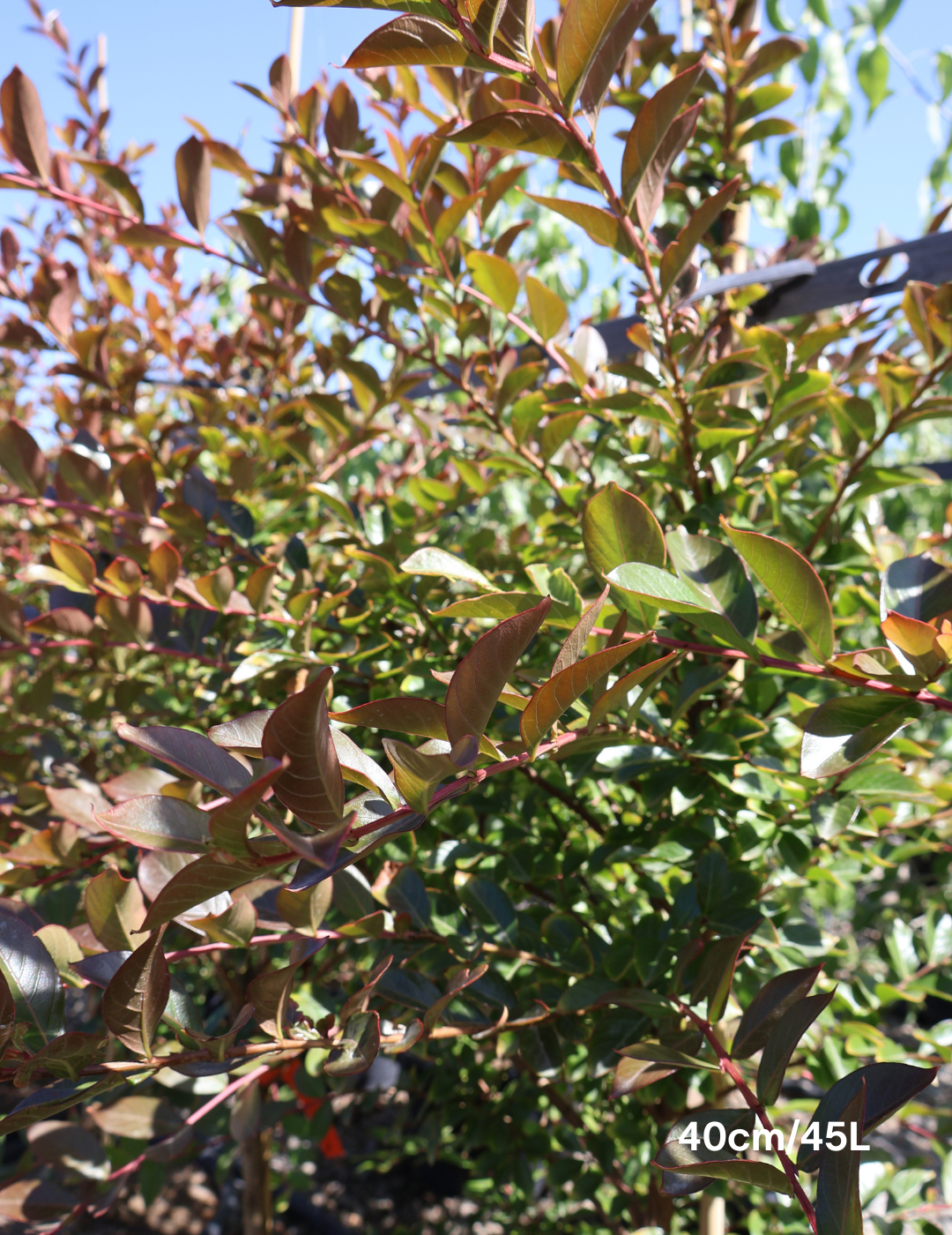 Lagerstroemia indica 'Hopi' (Pink) - Evergreen Trees Direct