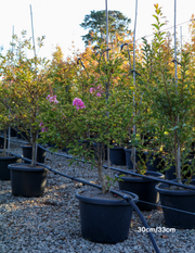 Lagerstroemia indica 'Lipan' (Soft Pink) - Evergreen Trees Direct