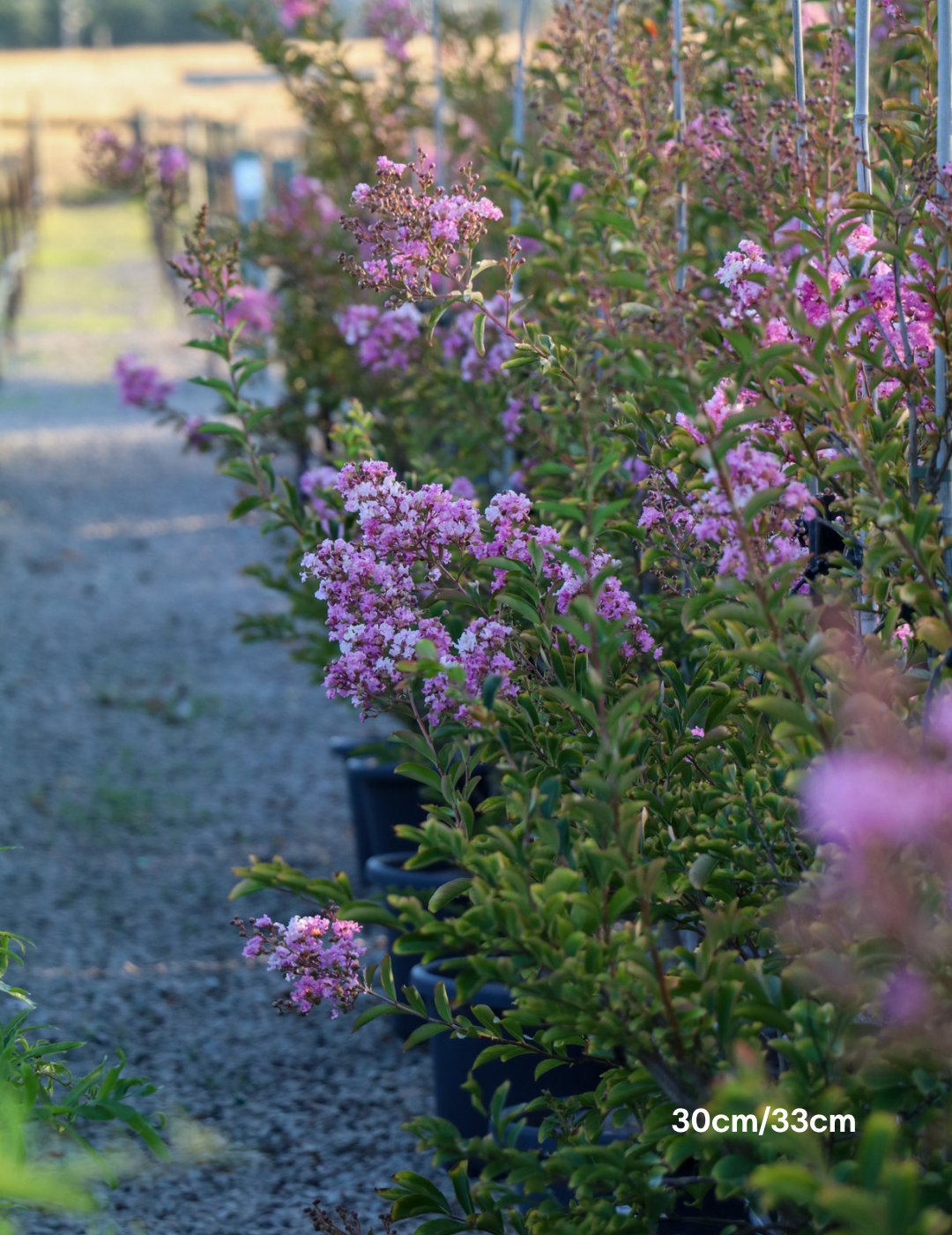 Lagerstroemia indica 'Lipan' (Soft Pink) - Evergreen Trees Direct