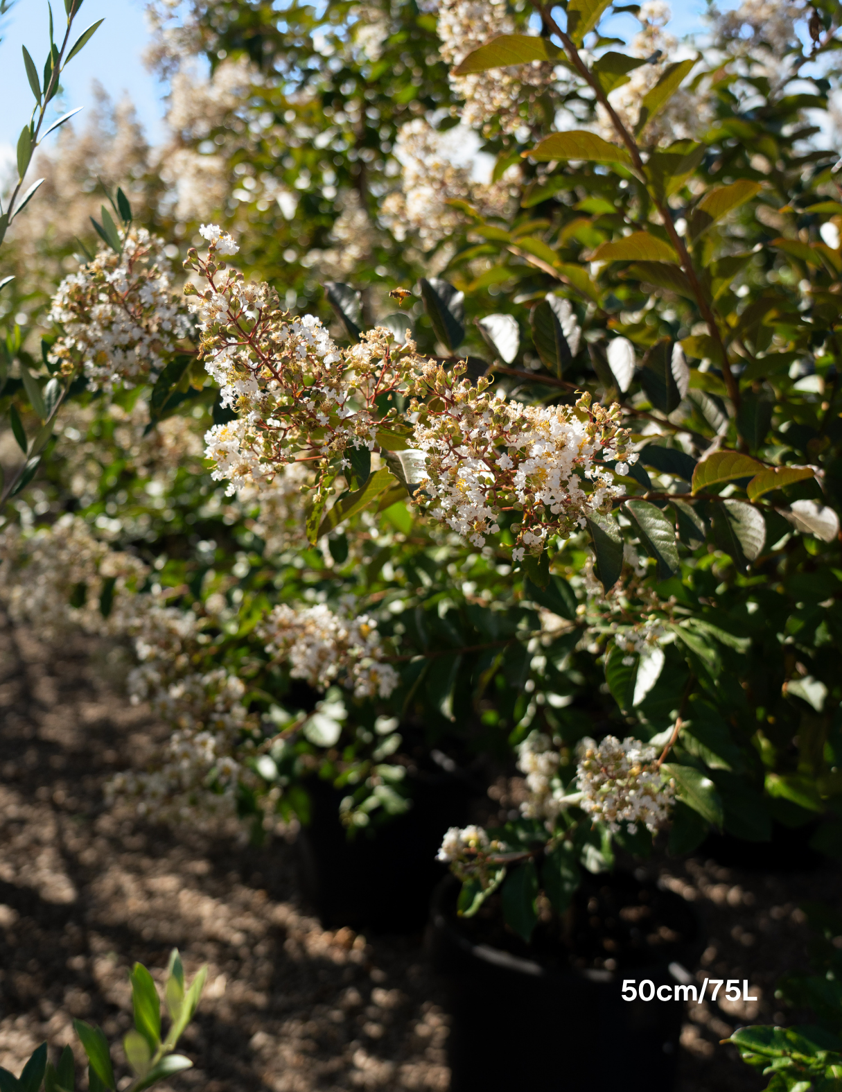 Lagerstroemia indica 'Natchez' White Crepe Myrtle