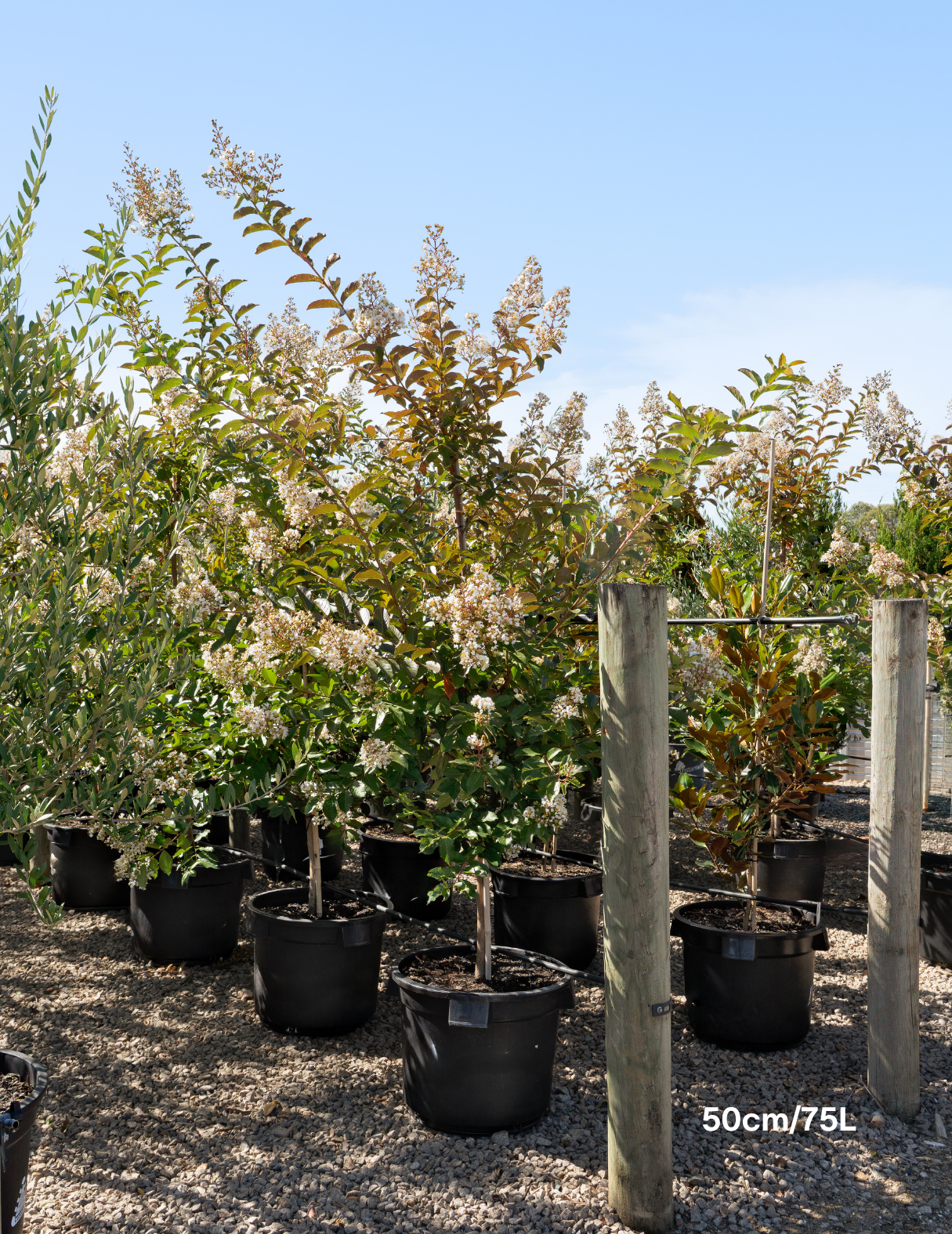 Lagerstroemia indica 'Natchez' White Crepe Myrtle