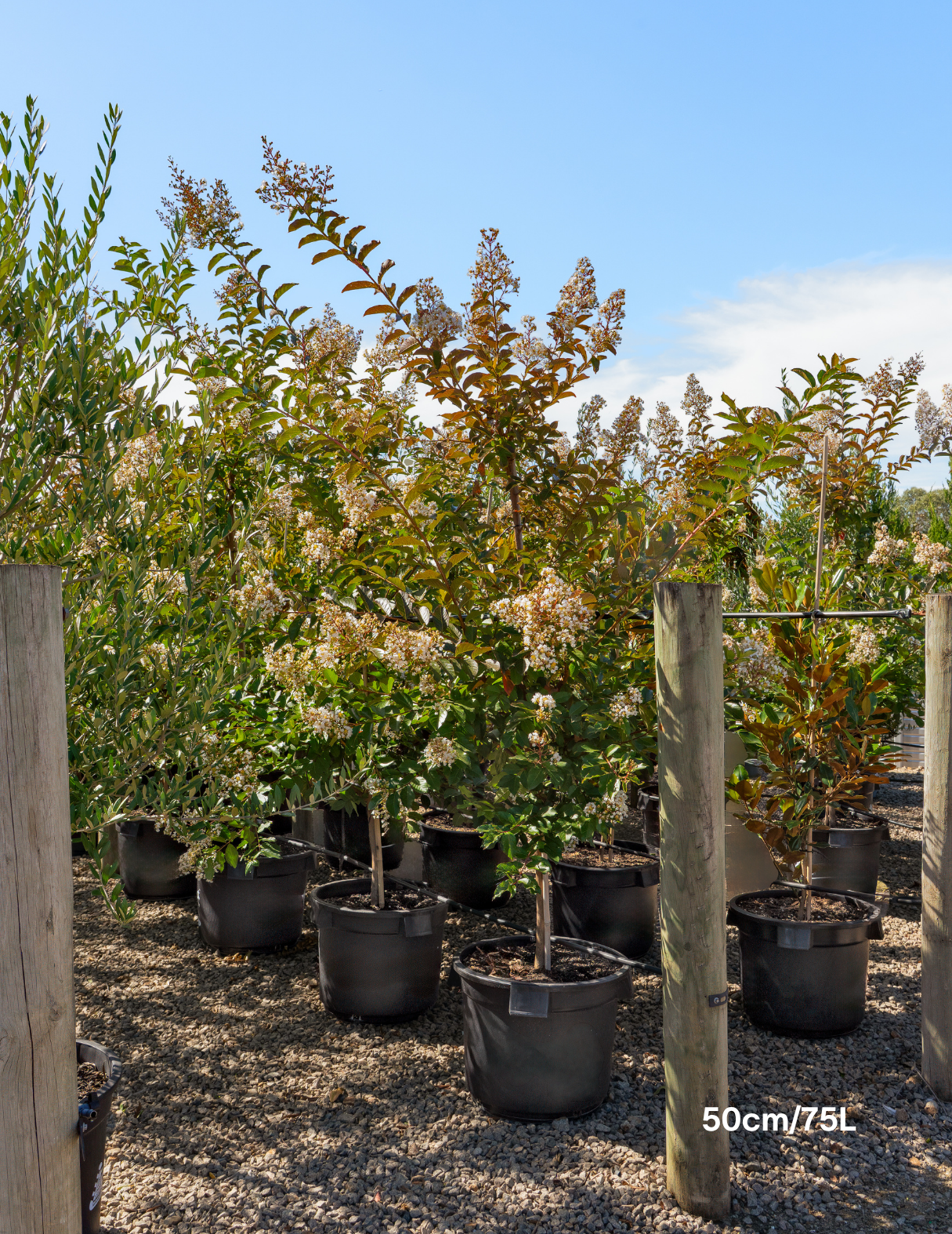 Lagerstroemia indica 'Natchez' White Crepe Myrtle