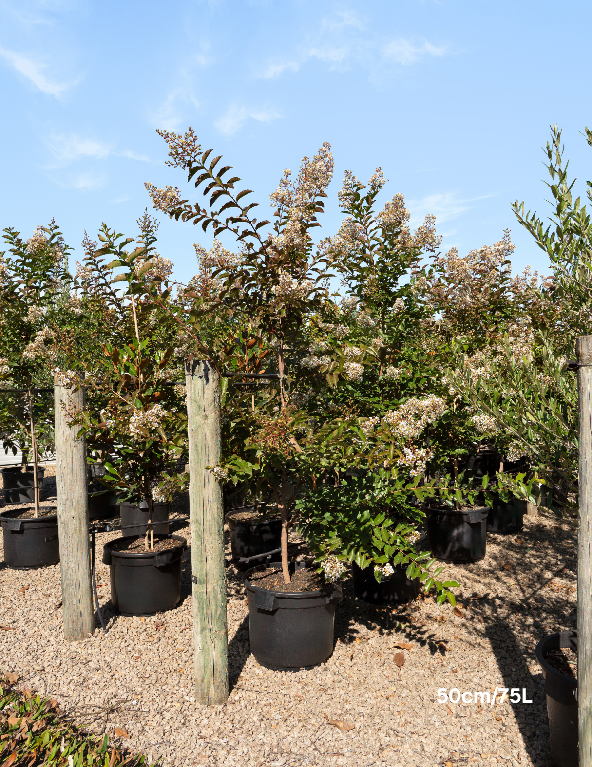Lagerstroemia indica 'Natchez' White Crepe Myrtle