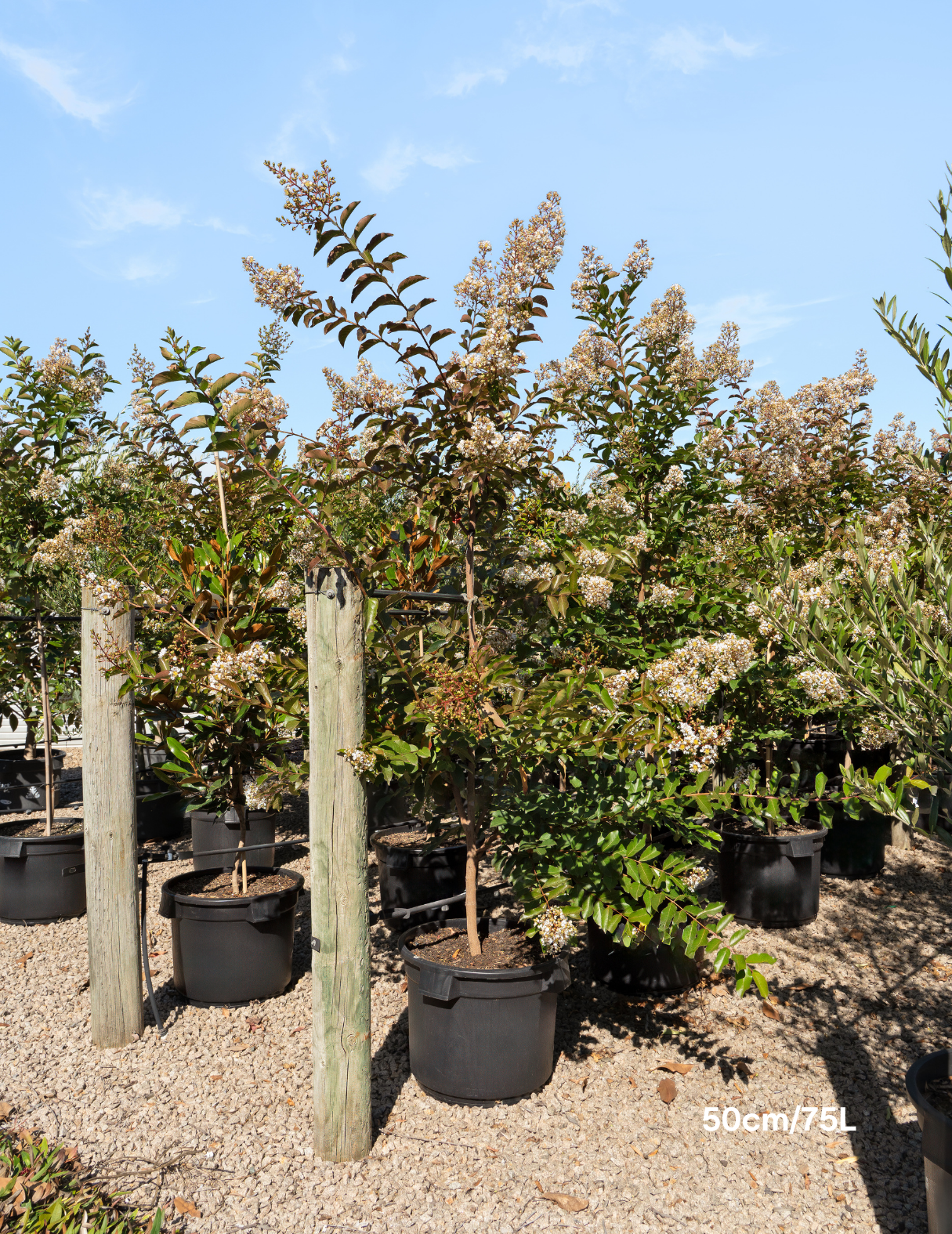 Lagerstroemia indica 'Natchez' White Crepe Myrtle