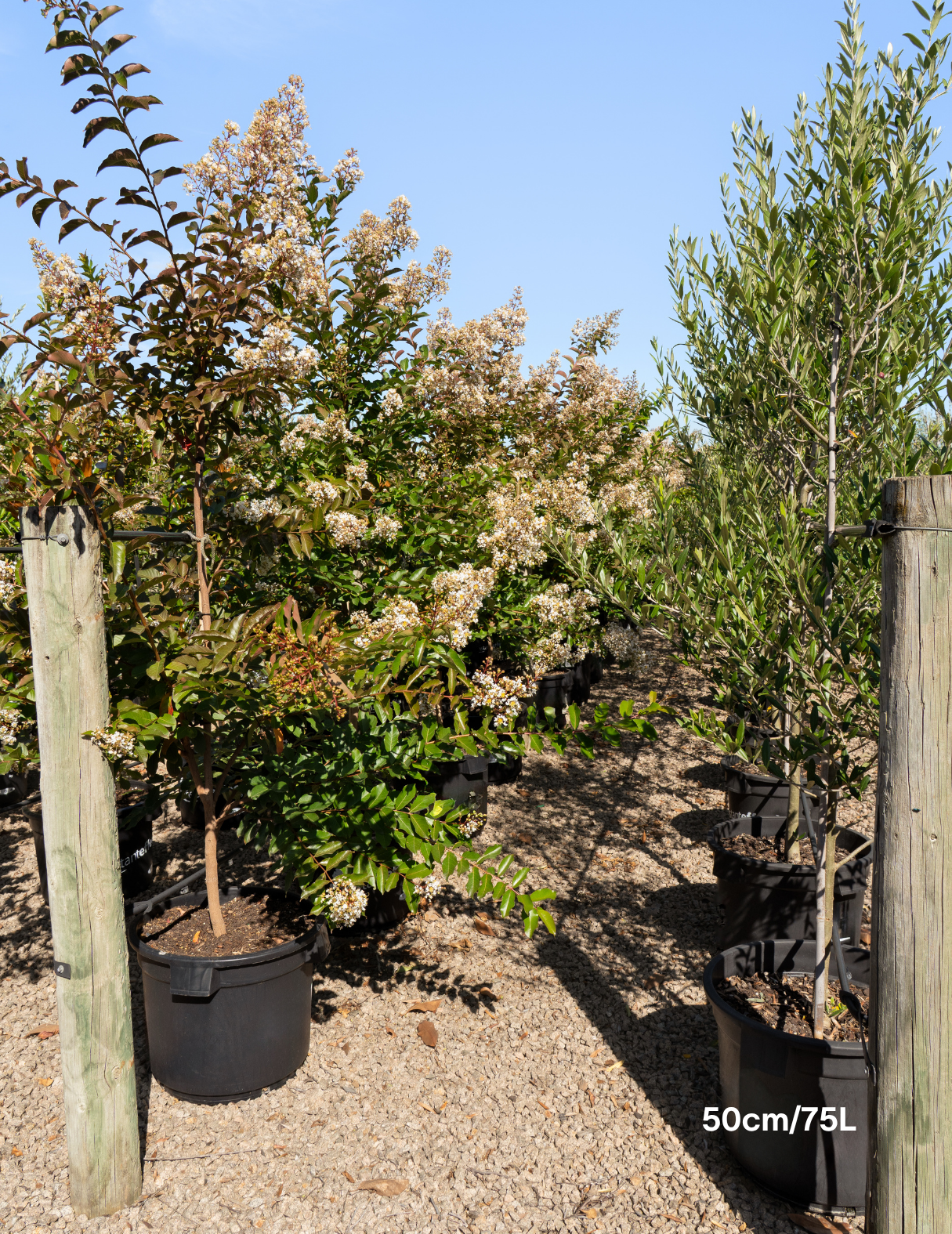 Lagerstroemia indica 'Natchez' White Crepe Myrtle