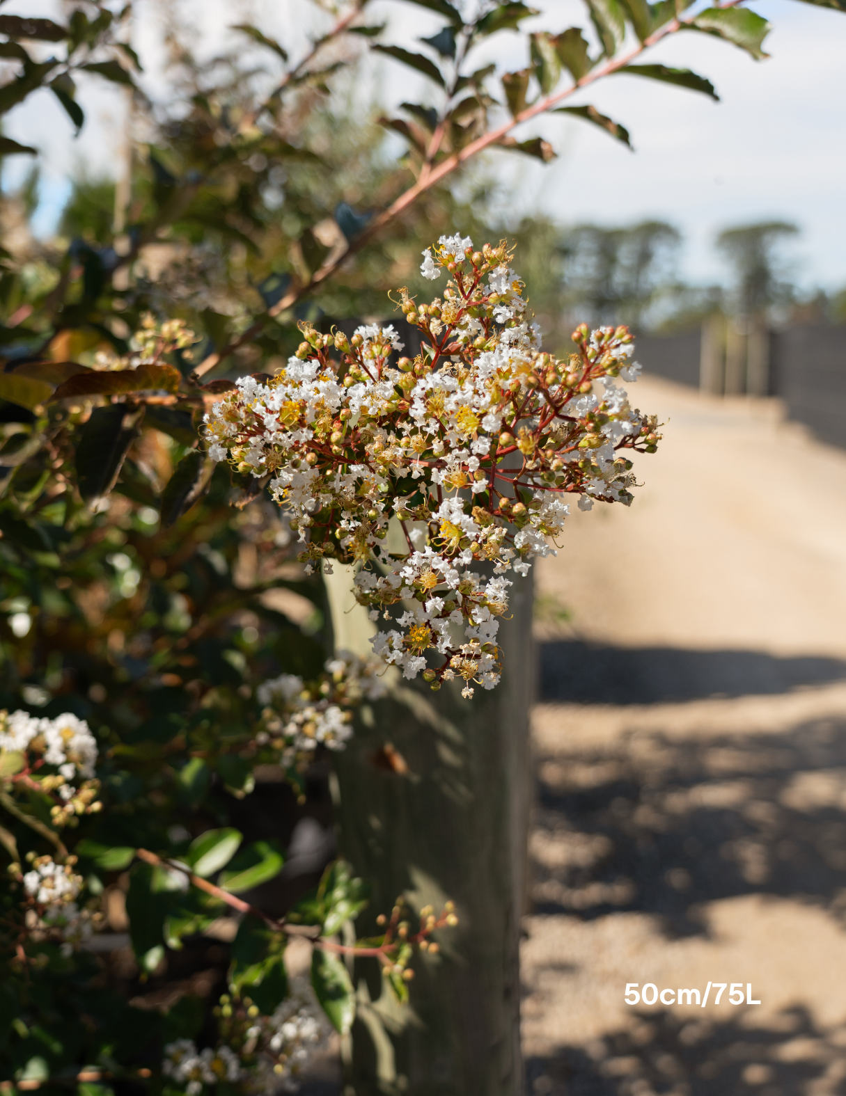 Lagerstroemia indica 'Natchez' White Crepe Myrtle