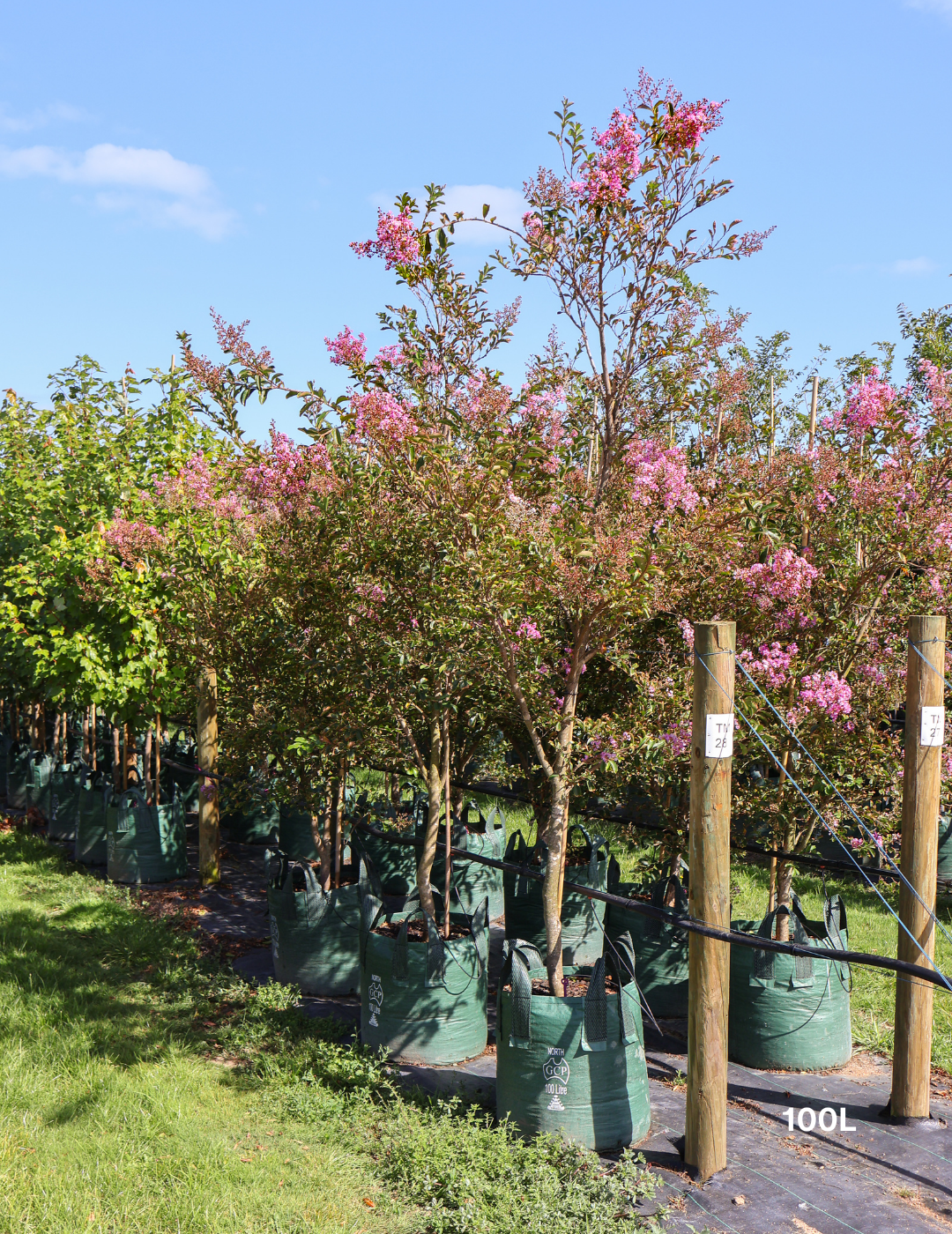 Lagerstroemia indica 'Sioux' - Fuchsia Pink Crepe Myrtle - Evergreen Trees Direct