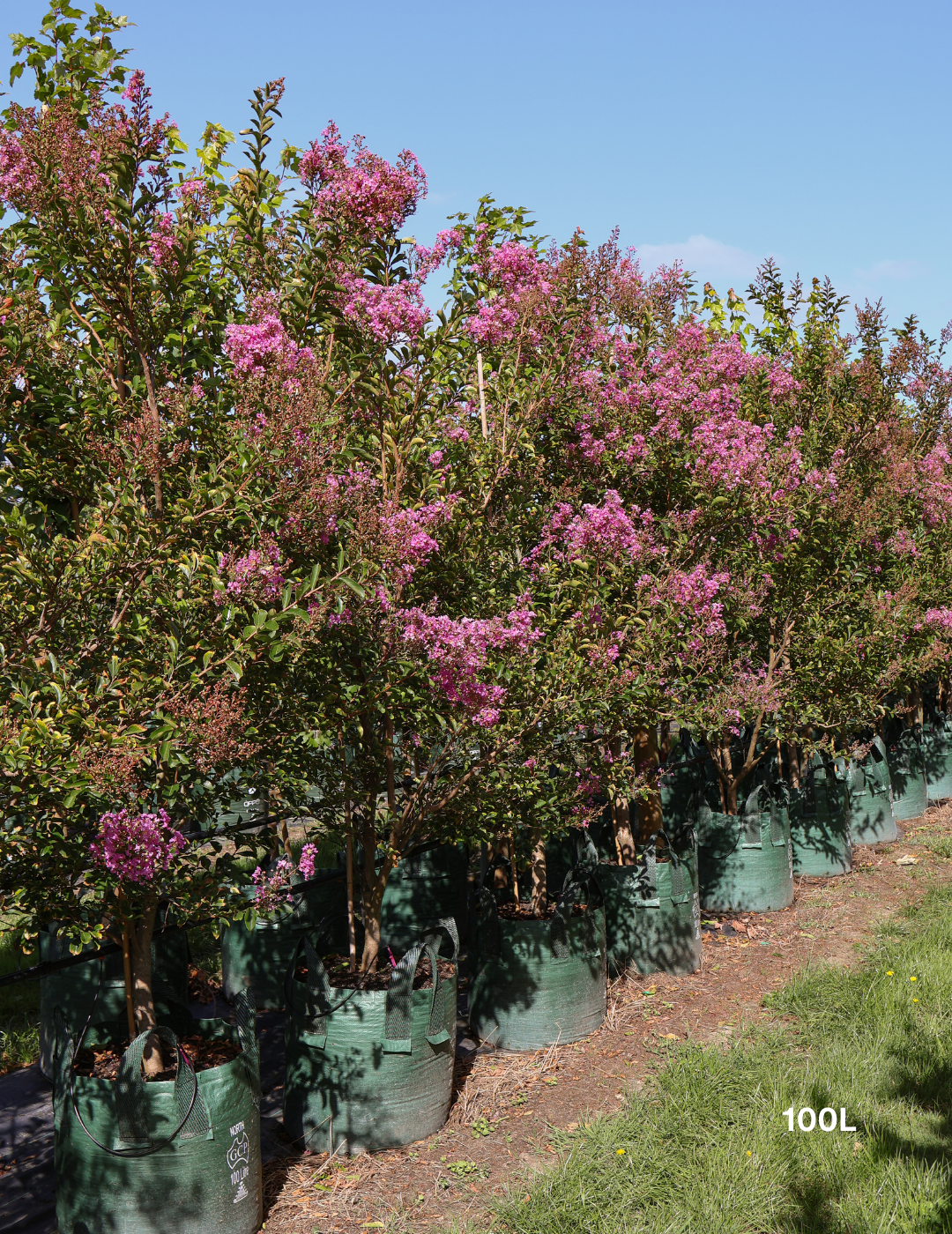 Lagerstroemia indica 'Sioux' - Fuchsia Pink Crepe Myrtle - Evergreen Trees Direct