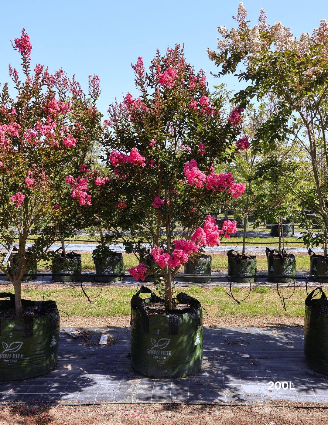 Lagerstroemia indica 'Sioux' - Fuchsia Pink Crepe Myrtle - Evergreen Trees Direct